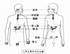 Ƥ��������˥ ��ҽ��������ڷ���